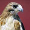 5-29-11 Daily Wildlife Picture Red Tail Hawk