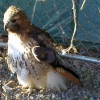 Pirate - Red-Tail Hawk