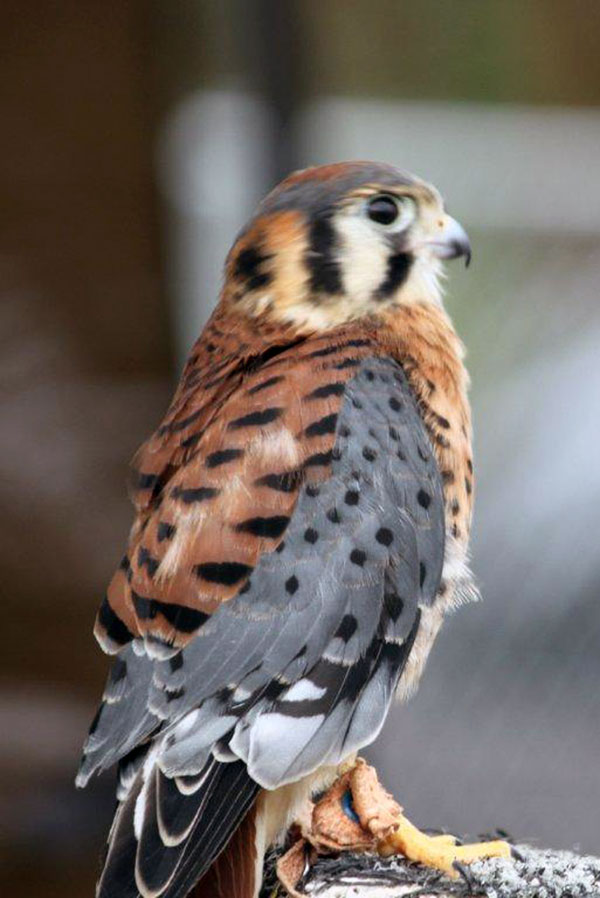 6-1-11 Daily Wildlife Picture Male American Kestrel