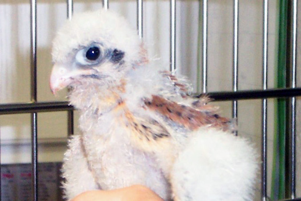 6-12-11 Daily Wildlife Picture Baby Kestrel