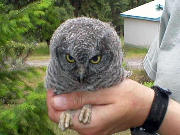 6-19-11 Daily Wildlife Picture Screech Owl Fledgeling