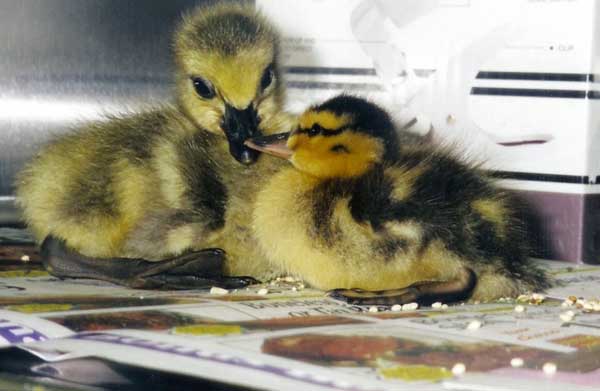 6-27-11 Daily Wildlife Picture Ducklings