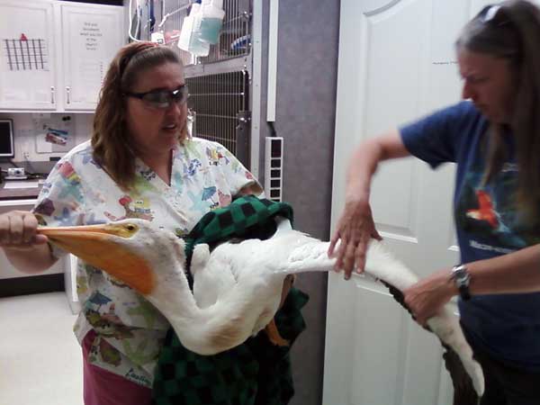 6-30-11 Daily Wildlife Picture White Pelican Exam