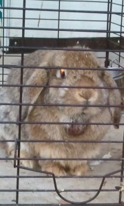 Lop Rabbit