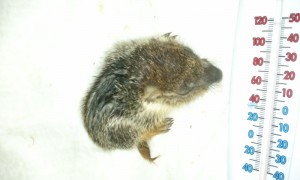 orphaned baby marmot