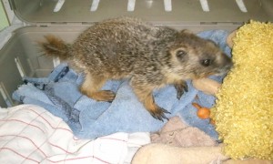 yellow bellied marmot