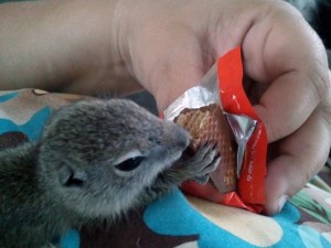 Goblin - Beldings Ground Squirrel (Urocitellus beldingi)