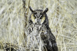 Long-eared Owl 130217_236